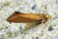 Crassa unitella